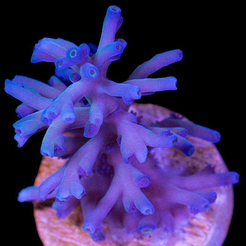 Ice Fire Echinata Acropora Coral