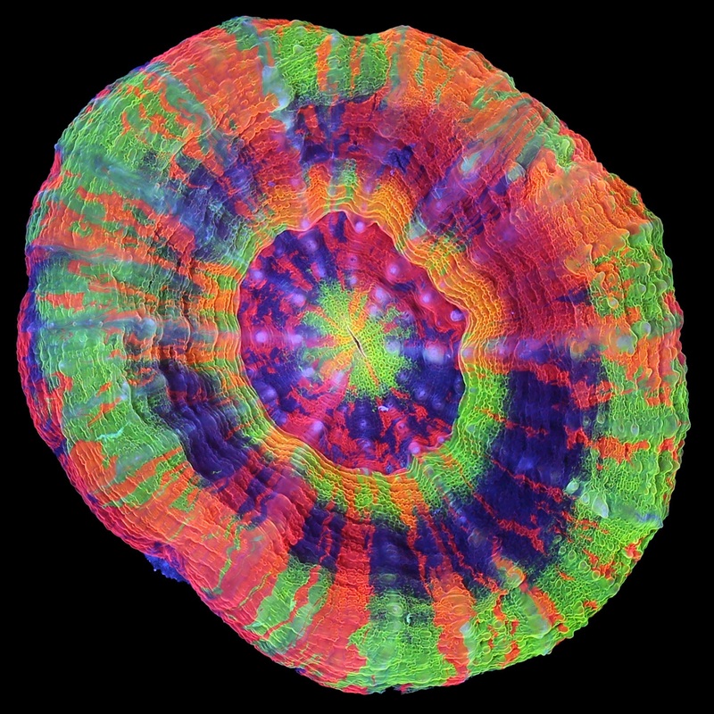 Insane Ultra Master Scolymia Coral