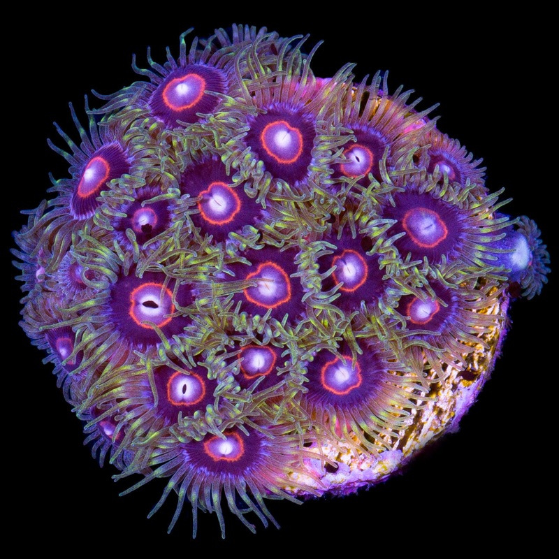 Jawbreaker Hornet Zoanthids