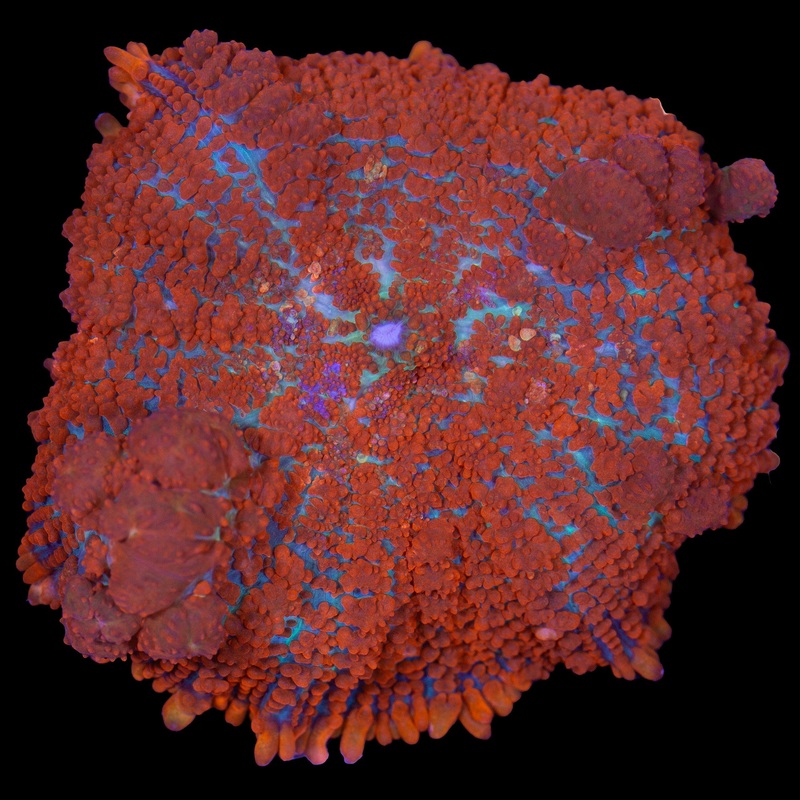 JF Raunchy Red Bounce Mushroom