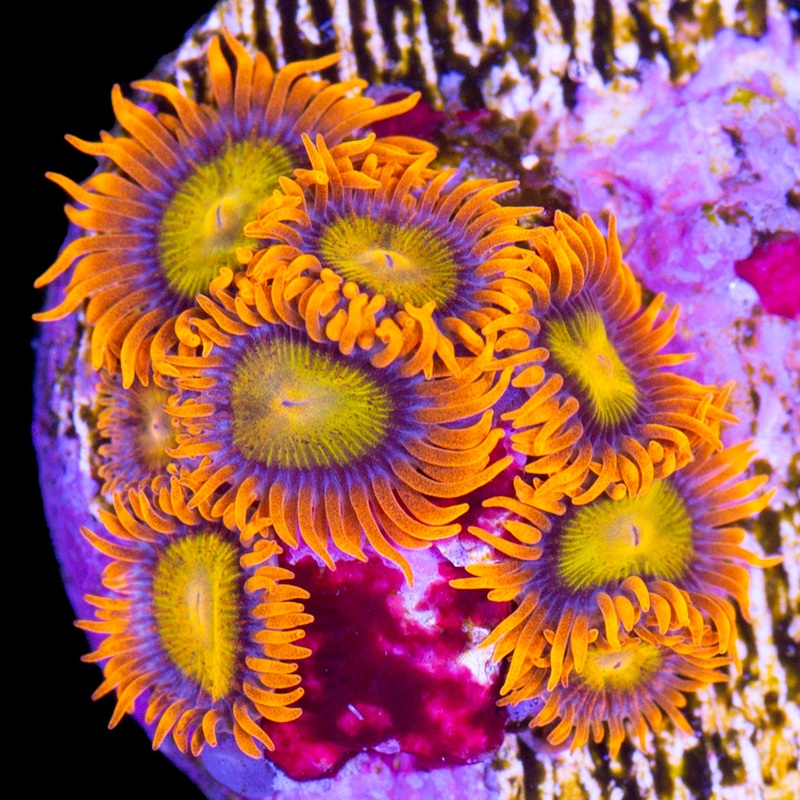 Mandarin Zoanthids