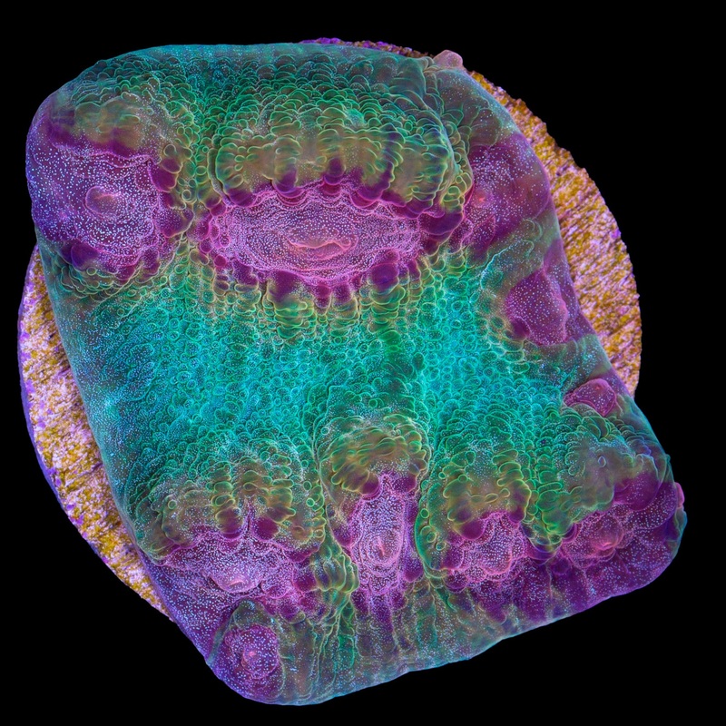 Mindbender Mycedium Coral