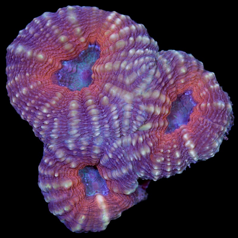 Molten Lobophyllia Coral