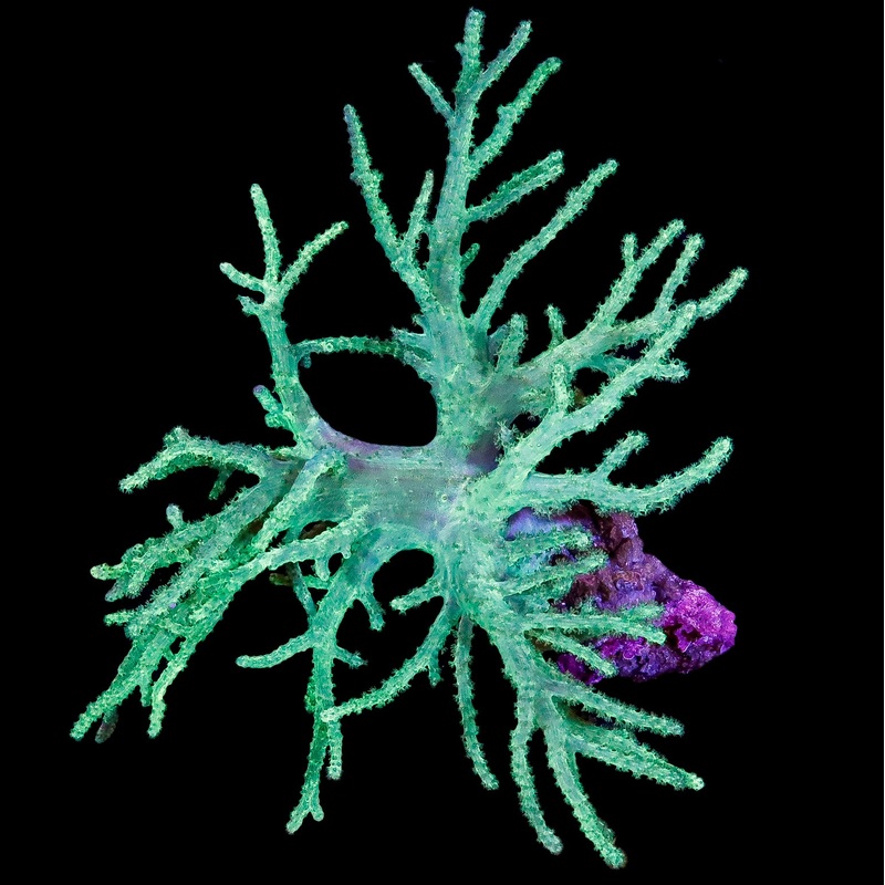 Neon Aussie Sinularia Leather Coral