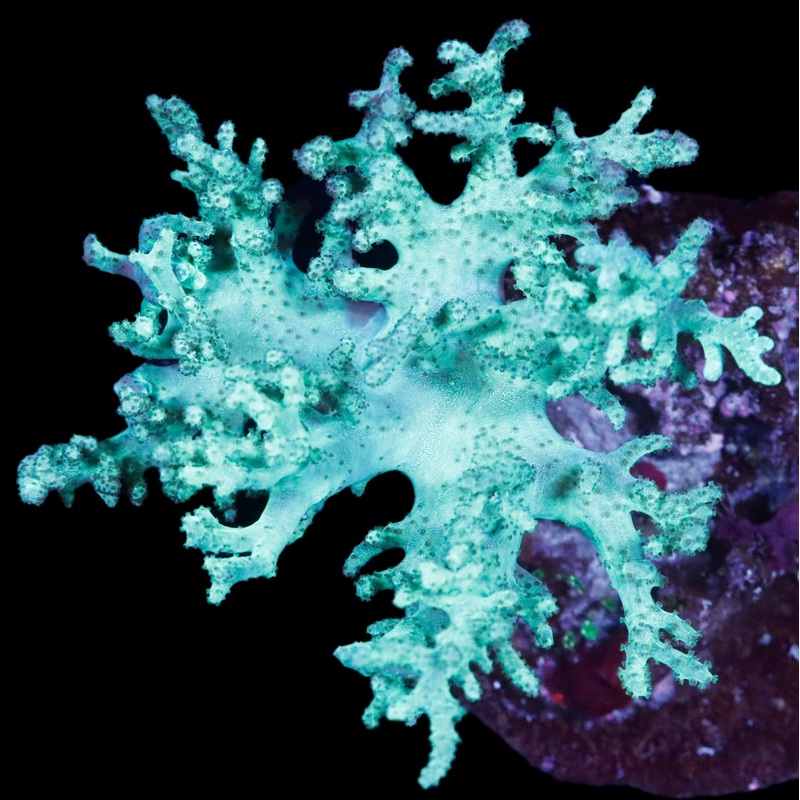 Neon Green Finger Leather Coral Colony