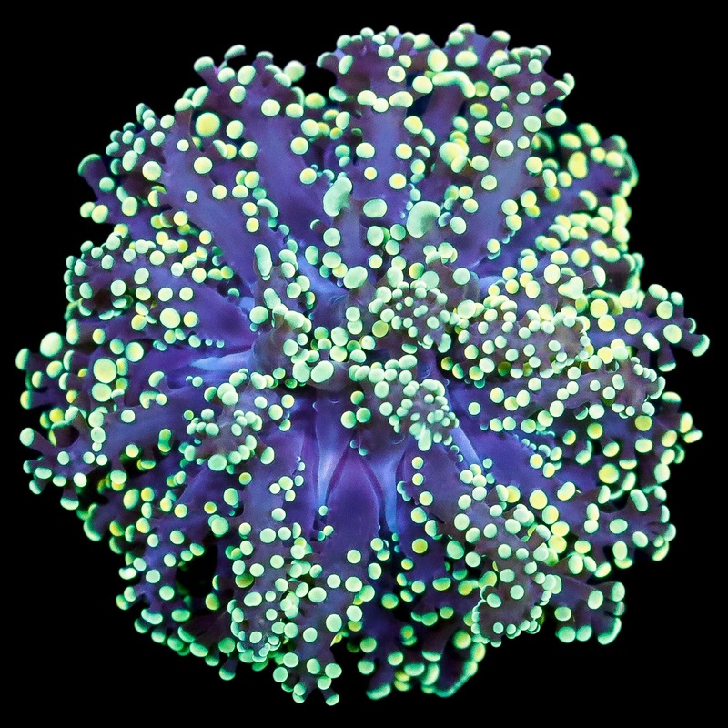 Neon Green Frogspawn Coral
