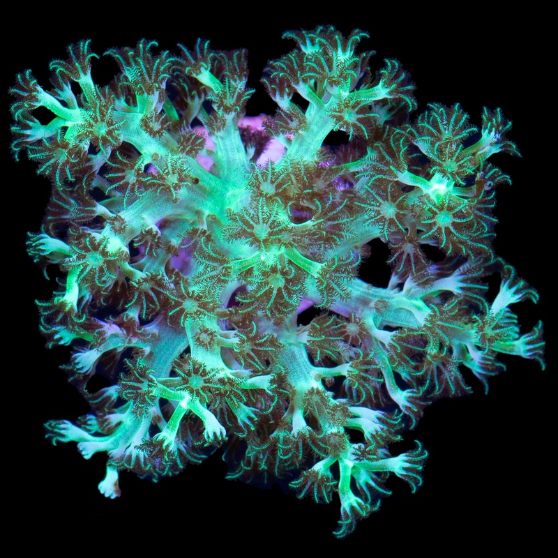Neon Green Kenya Tree Coral