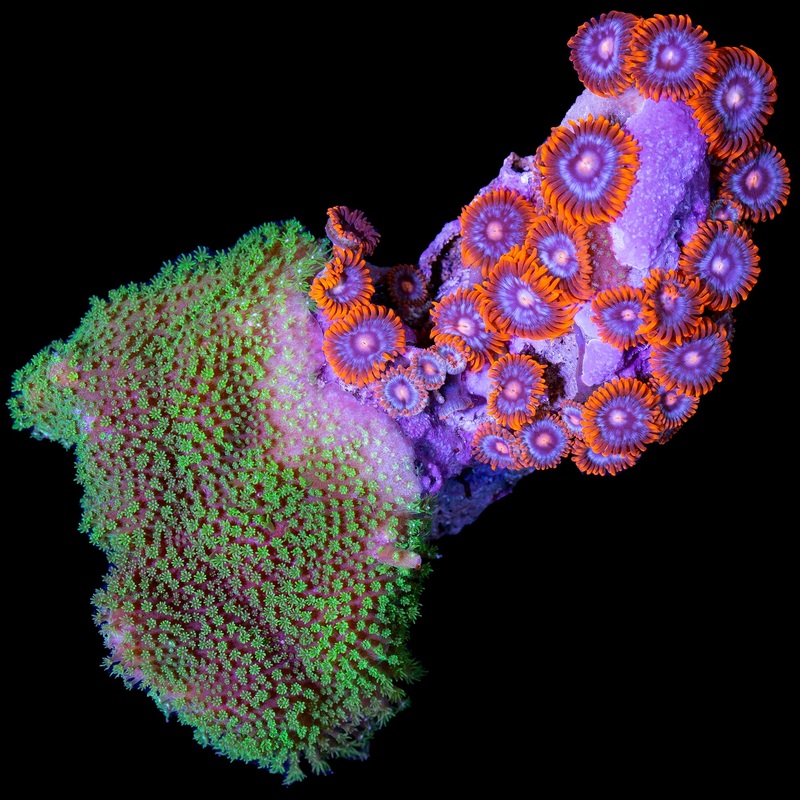 Neon Green Porites & Zoo Coral Combo Colony