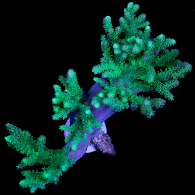 Neon Green Spaghetti Leather Coral Colony