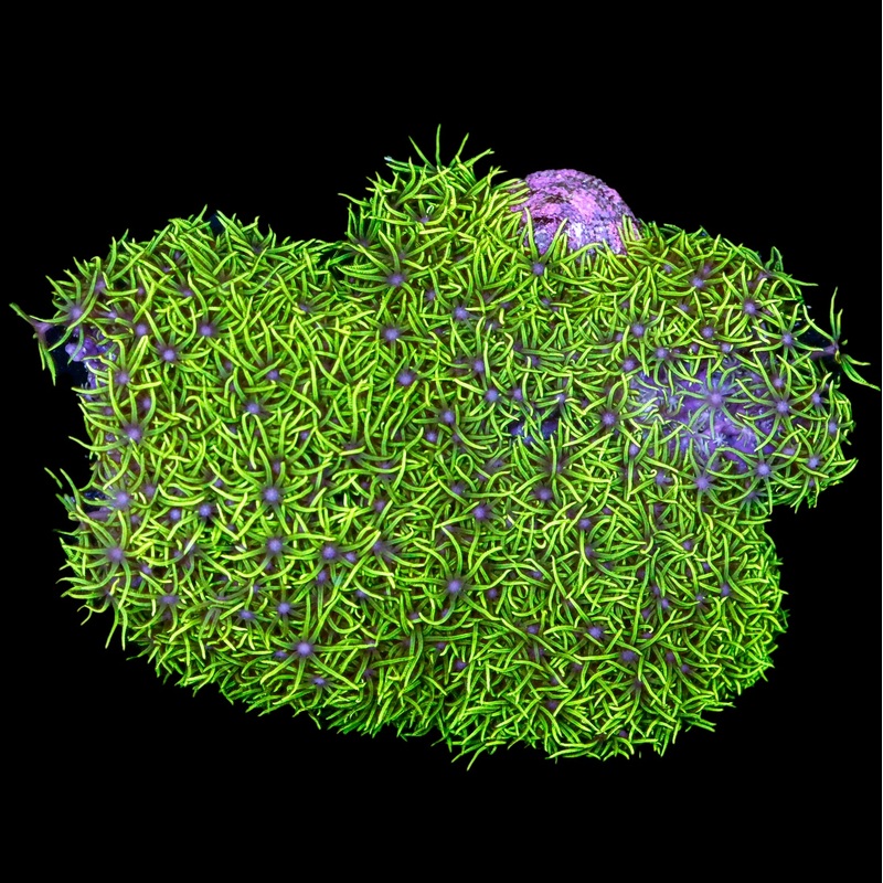 Neon Green Star Polyp Colony