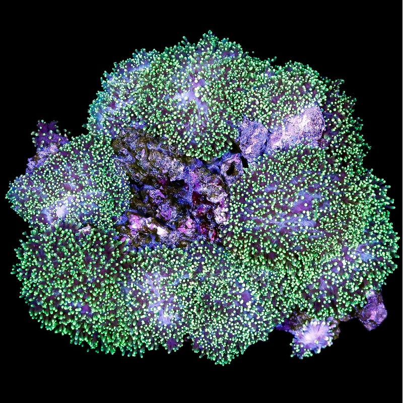 Neon Hairy Green Mushroom Colony