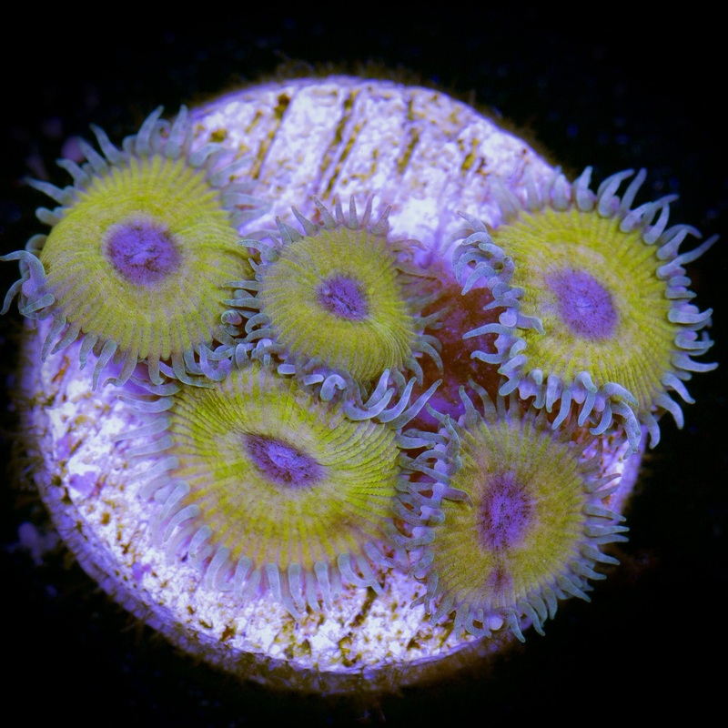 Nuclear Green Palys