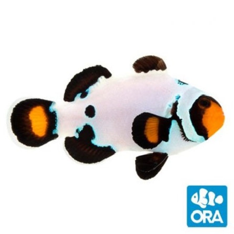 ORA Frostbite (Amphiprion ocellaris) - Captive Bred