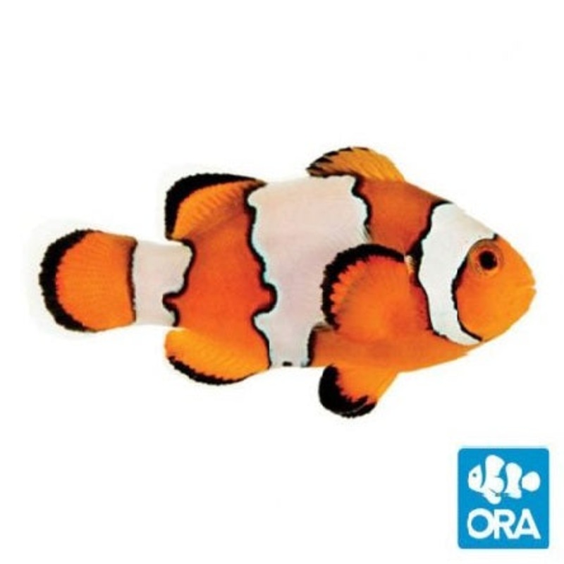 ORA Snowflake (Amphiprion ocellaris) - Captive Bred
