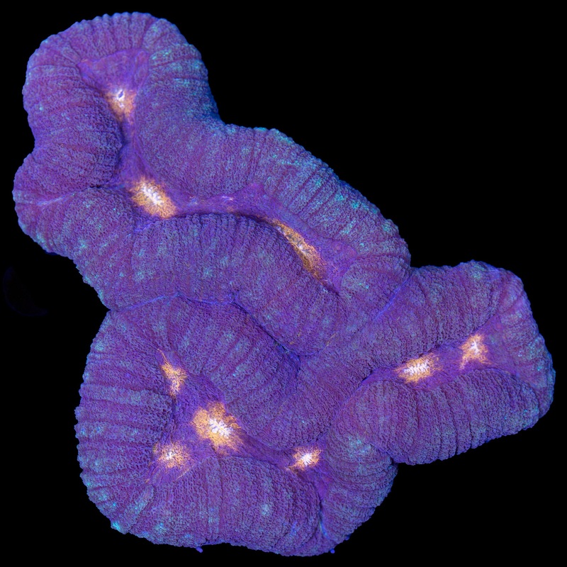 Orange Eye Lobophyllia Coral