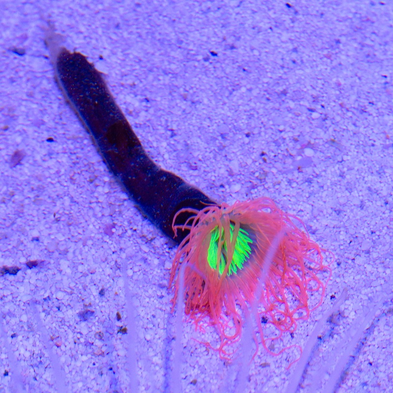 Orange & Green Tube Anemone