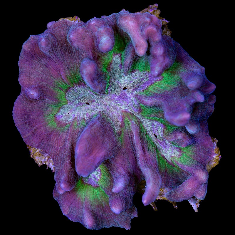 Pectina Coral Colony