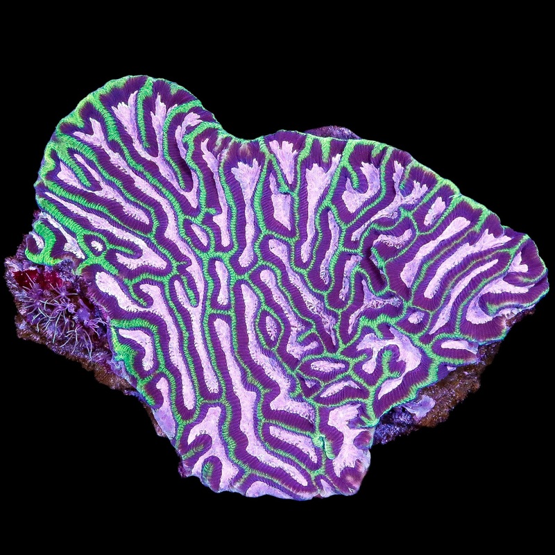 Pink Aussie Platygyra Coral Colony