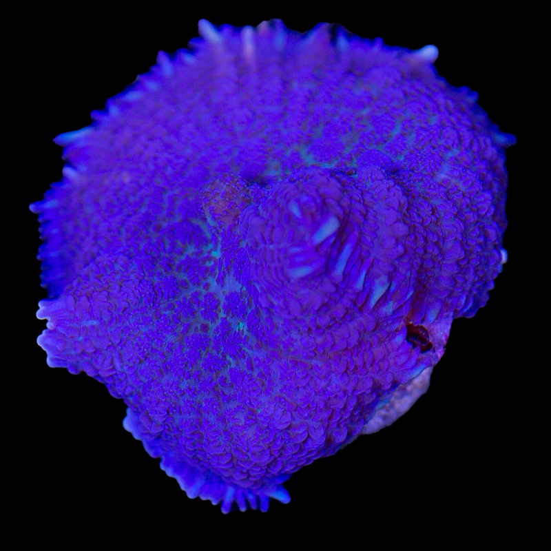 Purple Bullseye Mushroom