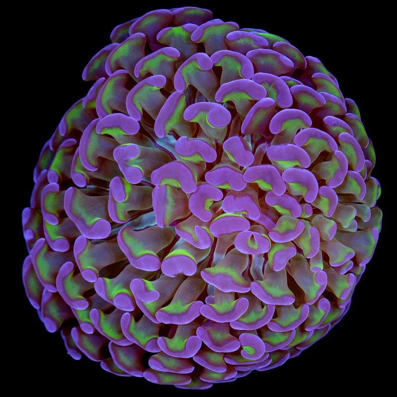 Purple & Green Hammer Coral