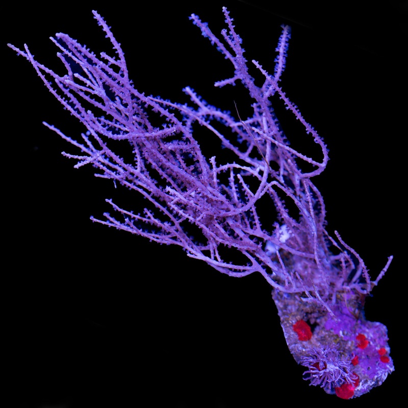 Purple Lace Gorgonian + Red Mushrooms + Xenia Combo Colony