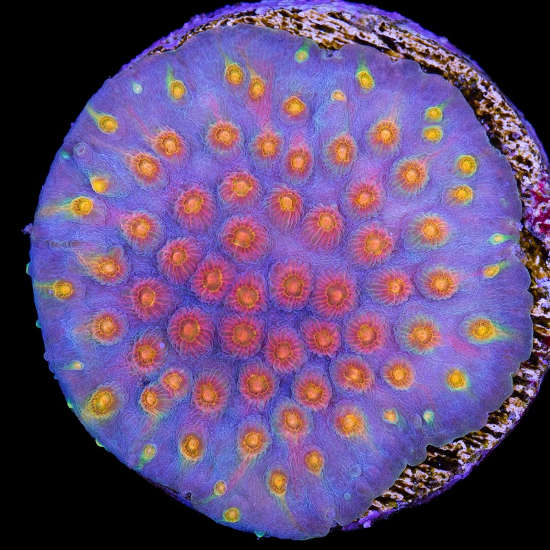 Rainbow Cyphastrea Coral