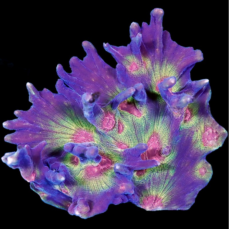 Rainbow Pectinia Coral Colony