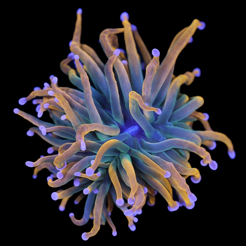 Rapunzel Torch Coral