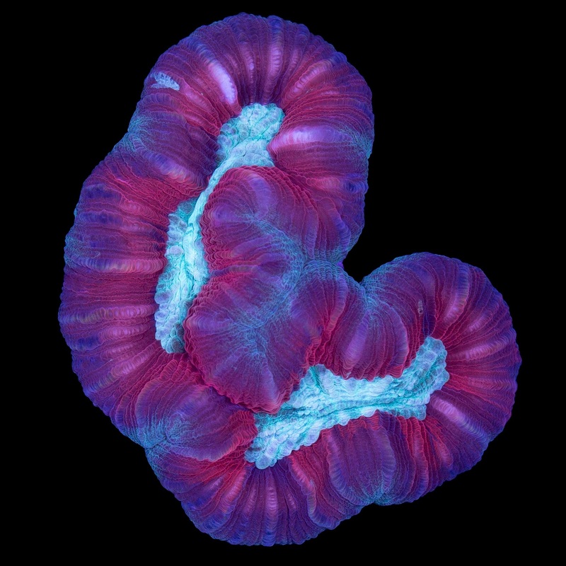 Red & Green Trachyphyllia Coral