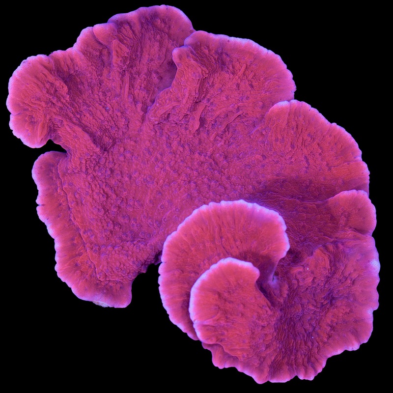 Red Montipora Capricornus Coral Colony - Aquacultured