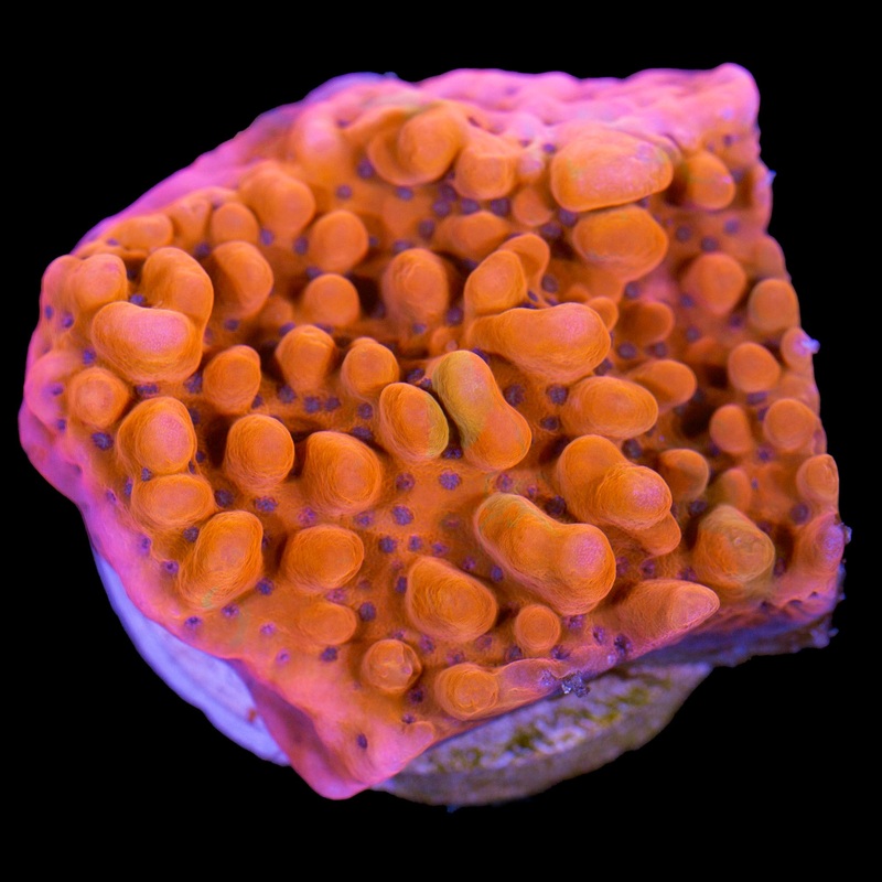 Rising Phoenix Montipora - New Release