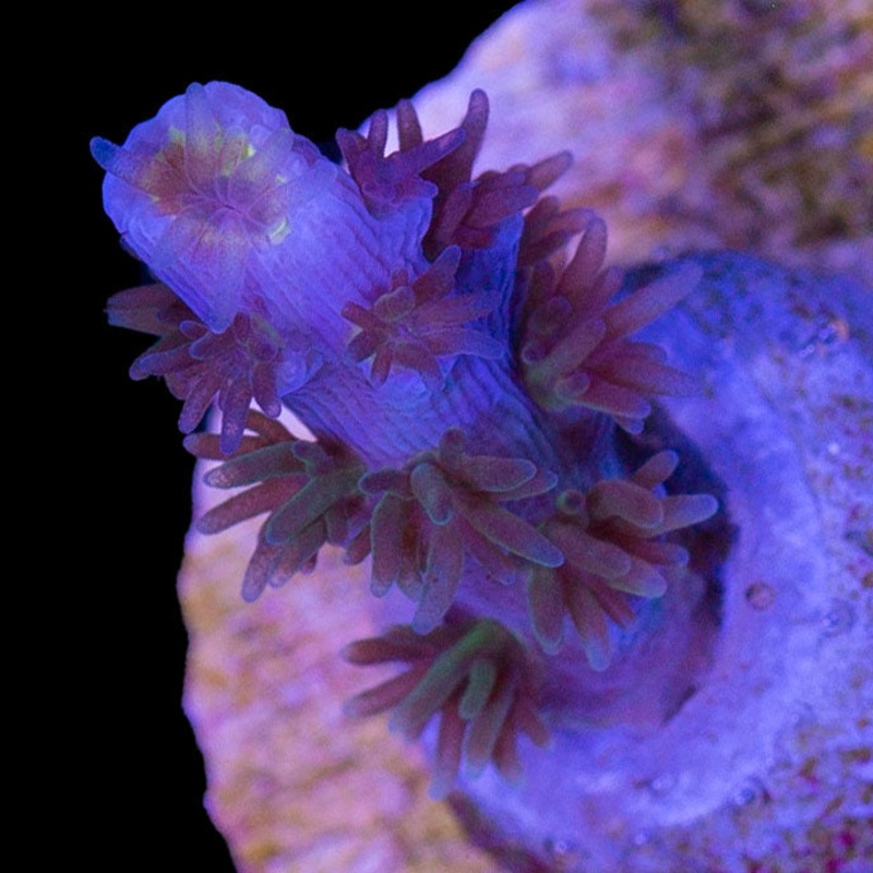 RRU Angry Birds Acropora Coral