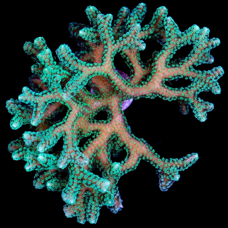 Screaming Green Birdsnest Coral Colony