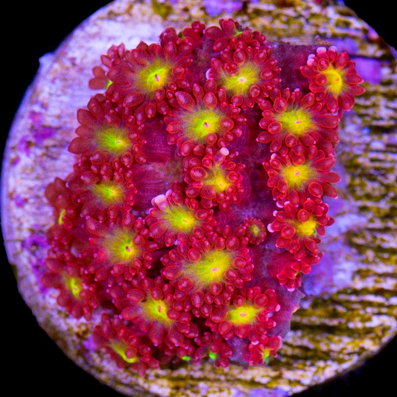 Strawberry Fields Goniopora Coral