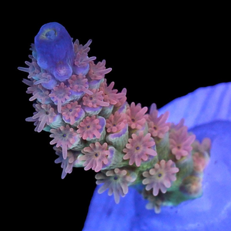 Super Sayan Acropora Coral - 1st Release