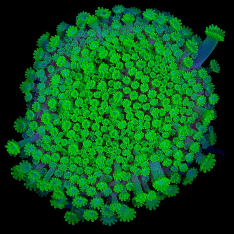 Toxic Bernardpora Coral