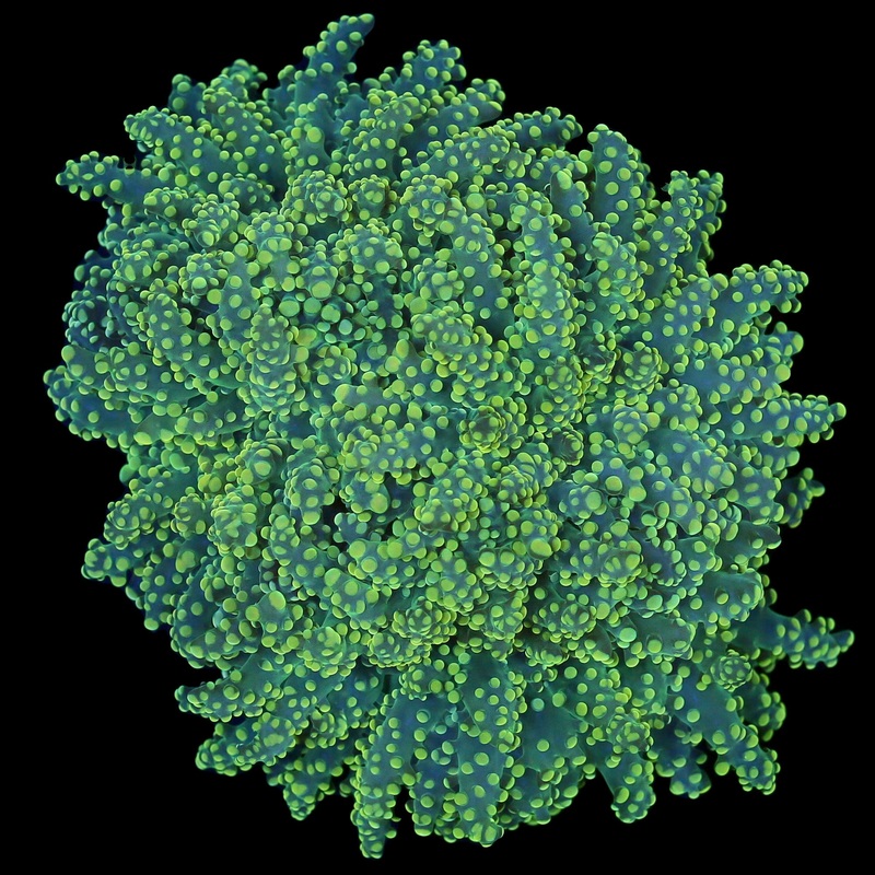Toxic Green Frogspawn Coral