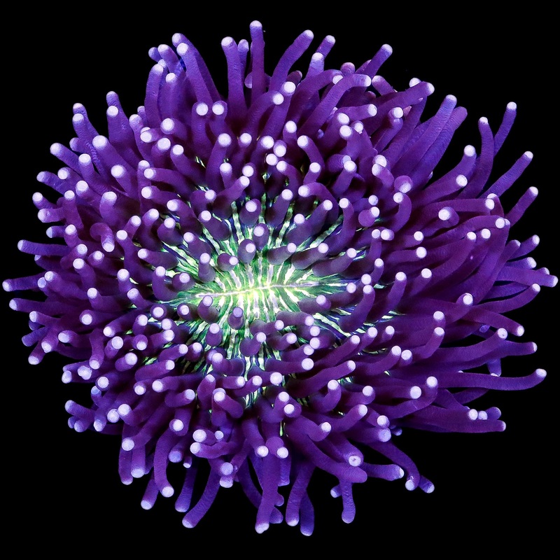 Ultra Aussie Heliofungia Plate Coral