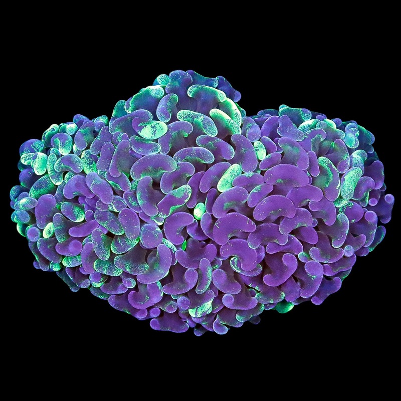 Ultra Aussie Marbled Hammer Coral Colony