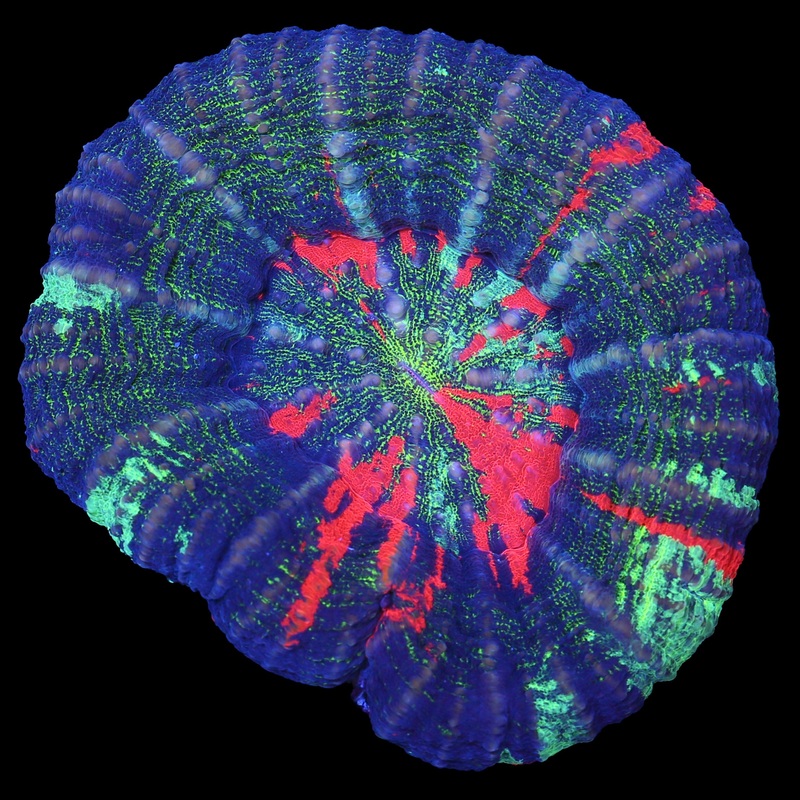Ultra Aussie Scloymia Coral