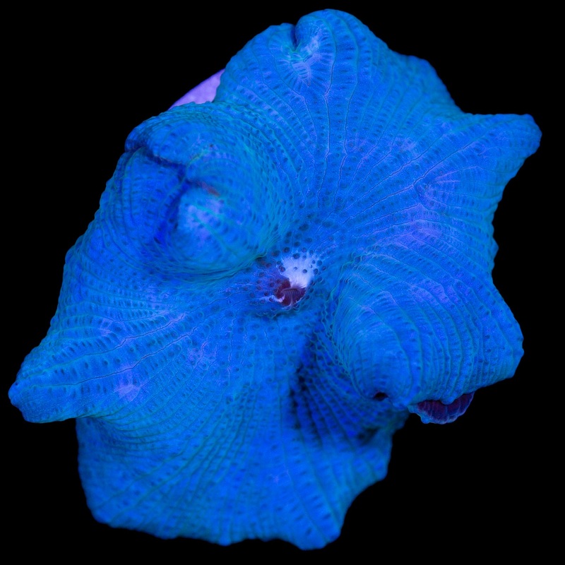 Ultra Blue Mushroom
