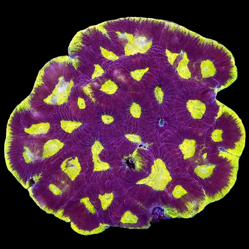 Ultra Goniastrea Coral Colony