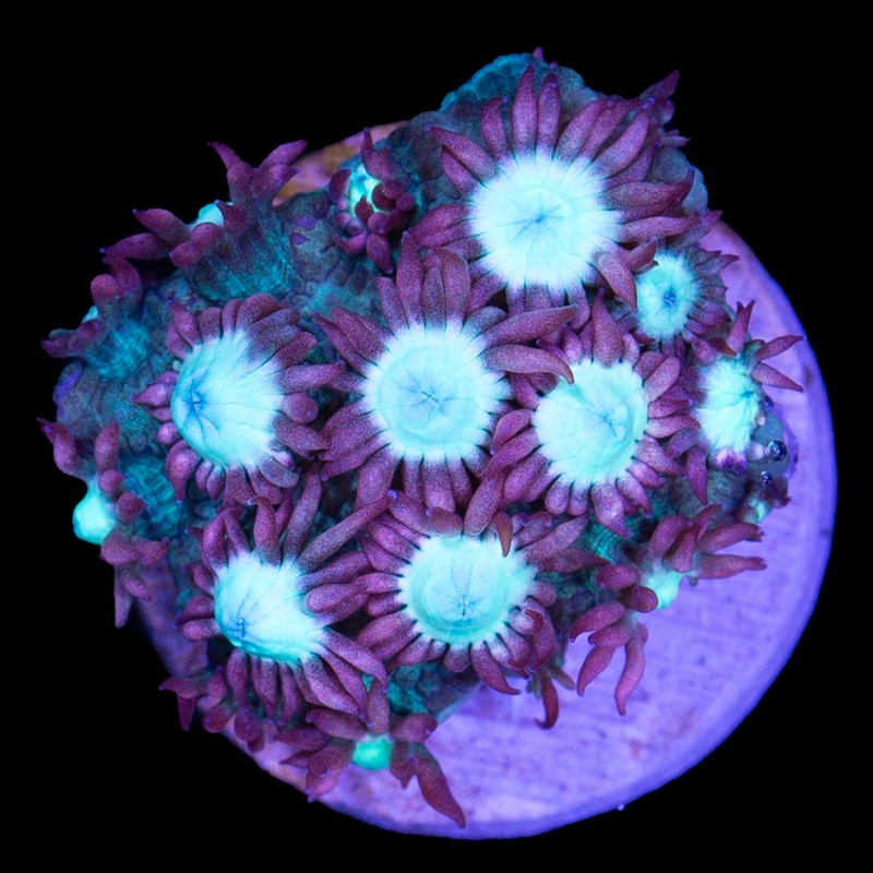 Ultra Goniopora - New Release