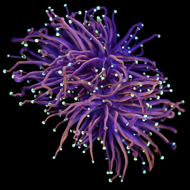 Ultra Green Tip Gold Torch Coral