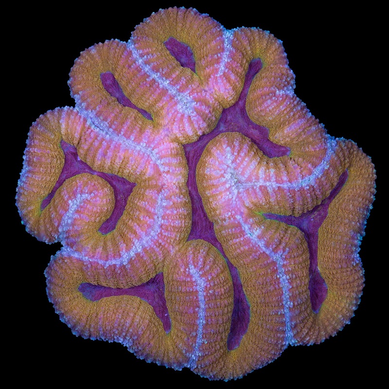 Ultra Lobophyllia Coral Colony