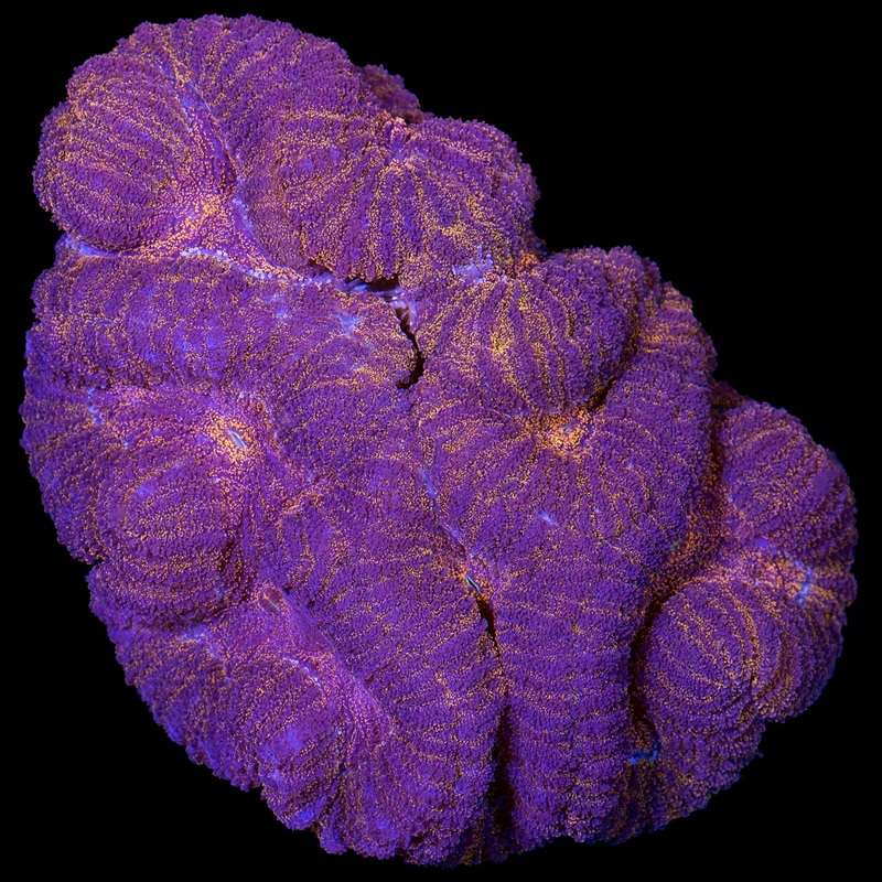 Ultra Orange Lobophyllia Coral