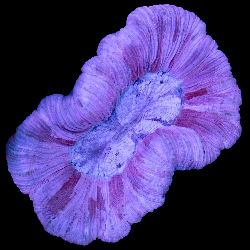 Ultra Pink Trachyphyllia Coral