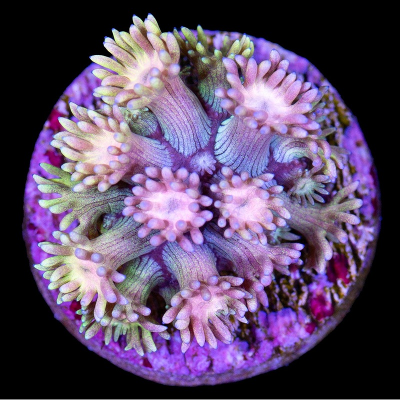 Ultra Rainbow Goniopora Coral
