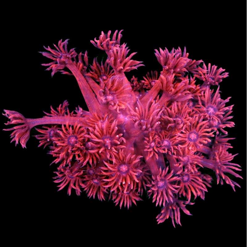 Ultra Red Aussie Goniopora Coal - Mini Colony