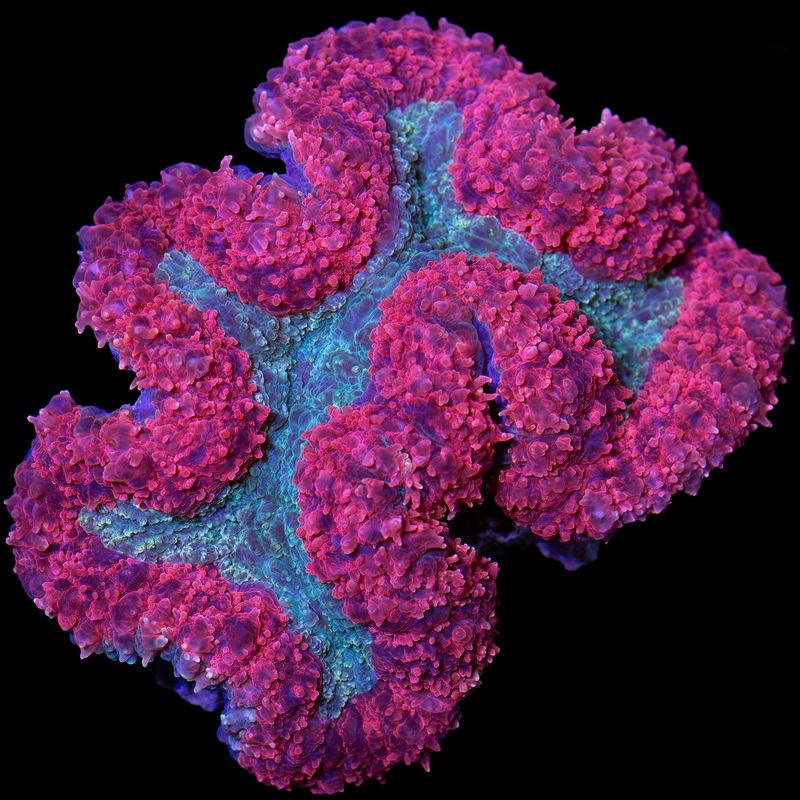 Ultra Red & Green Lobophyllia Coral Colony
